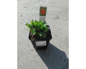 Lychnis chalcedonica ‘Red’