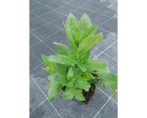 Lychnis chalcedonica ‘Red’