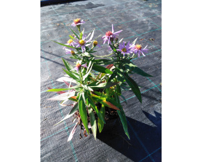 Aster dumosus ‘Prof. A. Kippenberg’