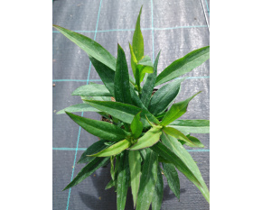 Aster dumosus ‘Prof. A. Kippenberg’