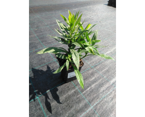 Aster dumosus ‘Prof. A. Kippenberg’