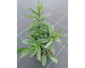 Aster dumosus ‘Prof. A. Kippenberg’