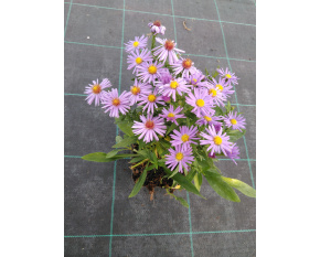Aster dumosus ‘Prof. A. Kippenberg’