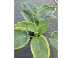 Hosta sieboldiana ‘Francess Williams’