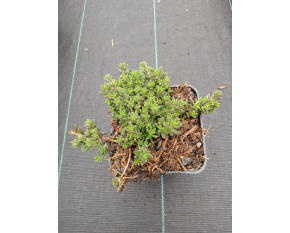 Sedum album ‘Coral Carpet’