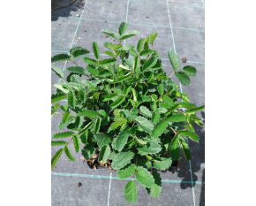 Sanguisorba officinalis ‘Tanna’