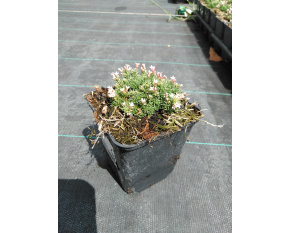 Asperula gussonii
