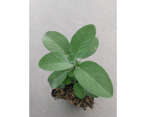 Salvia officinalis ‘Berggarten’