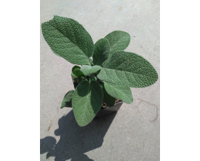Salvia officinalis ‘Berggarten’