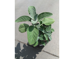 Salvia officinalis ‘Berggarten’