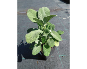 Salvia officinalis ‘Berggarten’