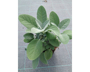 Salvia officinalis ‘Berggarten’