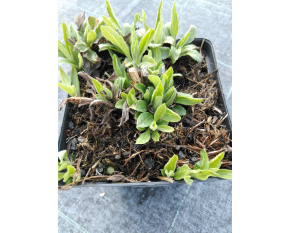 Aster ageratoides ‘Ashvi’