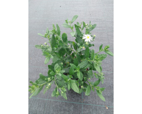 Aster ageratoides ‘Ashvi’