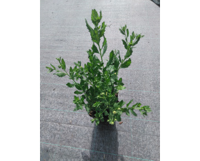 Aster ageratoides ‘Ashvi’