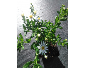 Aster ageratoides ‘Ashvi’