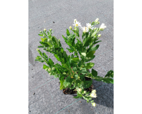 Aster ageratoides ‘Ashvi’