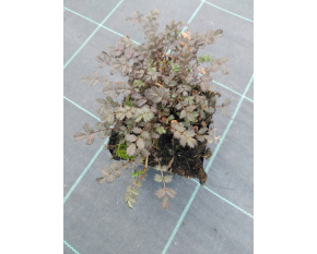 Acaena microphylla ‘Kupferteppich’