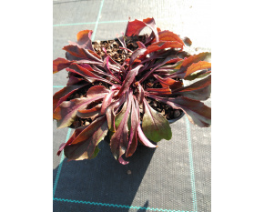 Penstemon hirsutus v. pygmaeus ‘Albus’