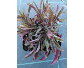 Penstemon hirsutus v. pygmaeus ‘Albus’