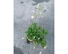 Penstemon hirsutus v. pygmaeus ‘Albus’