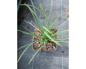 Allium tuberosum