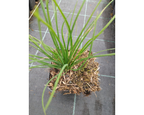 Allium tuberosum
