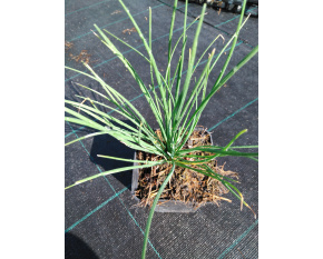 Allium tuberosum