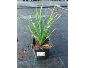 Allium tuberosum
