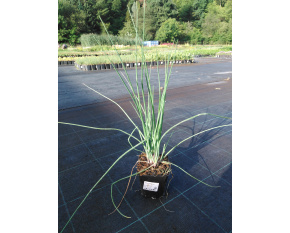 Allium tuberosum