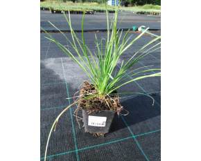 Allium tuberosum