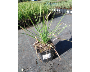 Allium tuberosum