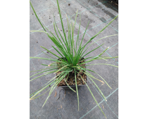 Allium tuberosum