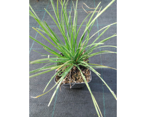 Allium tuberosum