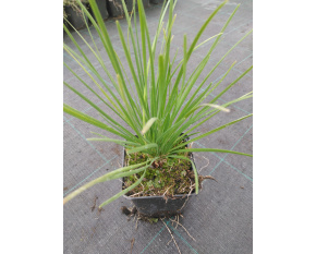 Allium tuberosum