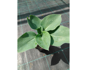 Hosta sieboldiana ‘Elegans’