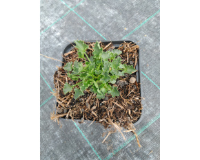 Campanula carpatica ‘Pearl Deep Blue’