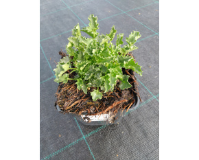 Campanula carpatica ‘Pearl Deep Blue’