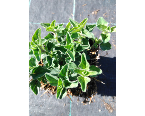 Origanum vulgare ‘Hot and Spicy’