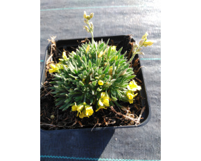 Draba bruniifolia