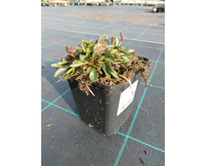 Penstemon campanulatus