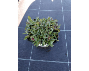 Penstemon campanulatus