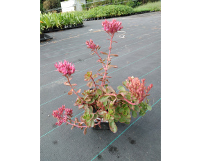 Sedum spurium ‘Fuldaglut’