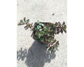 Sedum spurium ‘Fuldaglut’
