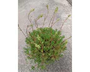 Saxifraga trifurcata