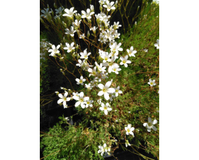 Saxifraga trifurcata