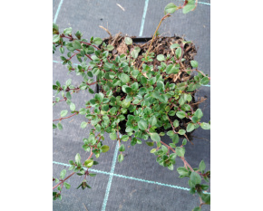 Thymus x citriodorus ‘Sambesi’