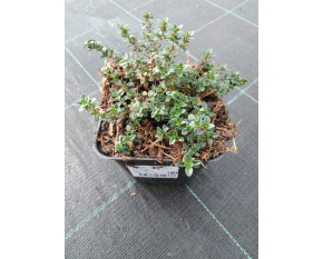 Thymus x citriodorus ‘Sambesi’