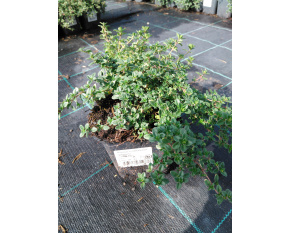Thymus x citriodorus ‘Sambesi’