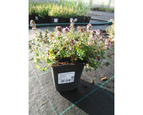 Thymus x citriodorus ‘Sambesi’